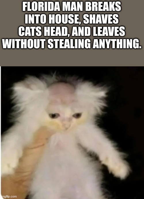 florida man shaves cat head | FLORIDA MAN BREAKS INTO HOUSE, SHAVES CATS HEAD, AND LEAVES WITHOUT STEALING ANYTHING. | image tagged in florida man shaves cat head | made w/ Imgflip meme maker
