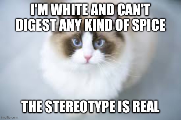 I eat bland as shit food to spare my favorite dress | I'M WHITE AND CAN'T DIGEST ANY KIND OF SPICE; THE STEREOTYPE IS REAL | image tagged in cute ragdoll | made w/ Imgflip meme maker