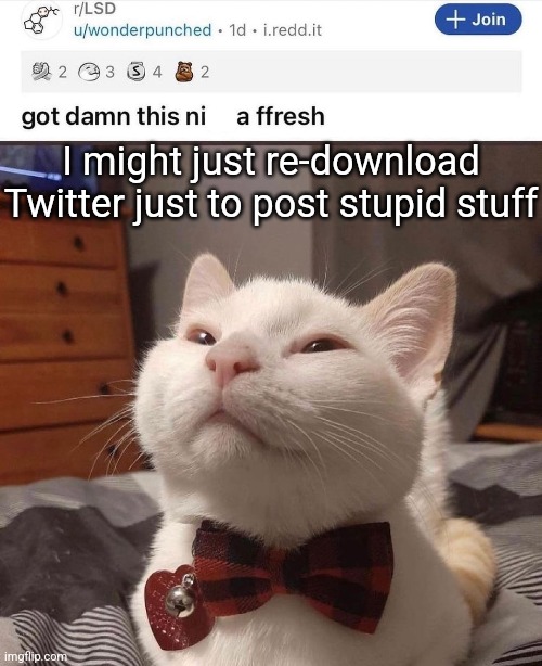 shit like "comment 1 if you ate cheese today" | I might just re-download Twitter just to post stupid stuff | image tagged in lsd cat | made w/ Imgflip meme maker