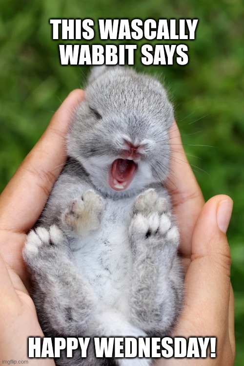 Wednesday meme | THIS WASCALLY WABBIT SAYS; HAPPY WEDNESDAY! | image tagged in bunny rabbit | made w/ Imgflip meme maker