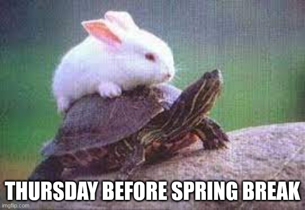Thursday before spring break | THURSDAY BEFORE SPRING BREAK | image tagged in bunny,turtle | made w/ Imgflip meme maker