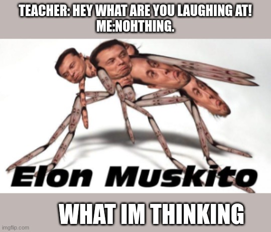 TEACHER: HEY WHAT ARE YOU LAUGHING AT!
ME:NOHTHING. WHAT IM THINKING | image tagged in elon,mosquito | made w/ Imgflip meme maker
