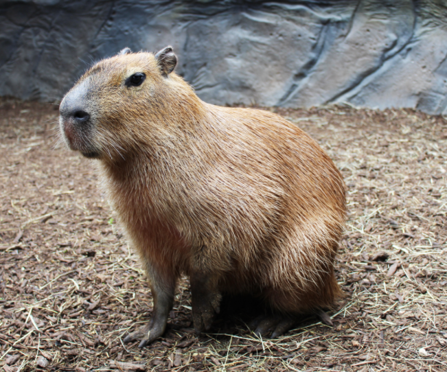 Capybara Blank Meme Template