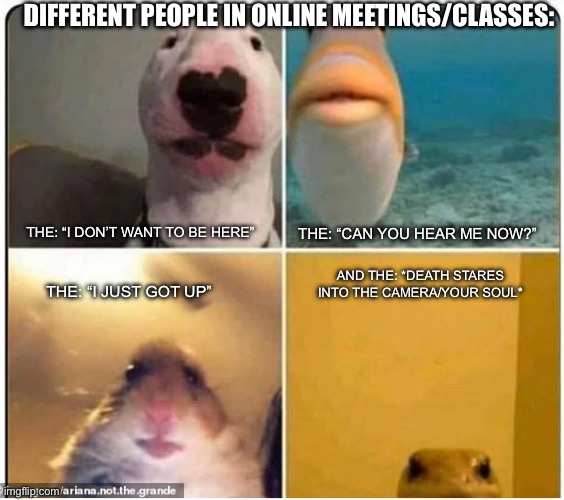 Online Meetings/Classes are wild | DIFFERENT PEOPLE IN ONLINE MEETINGS/CLASSES:; THE: “I DON’T WANT TO BE HERE”; THE: “CAN YOU HEAR ME NOW?”; AND THE: *DEATH STARES INTO THE CAMERA/YOUR SOUL*; THE: “I JUST GOT UP” | image tagged in animals close to camera | made w/ Imgflip meme maker