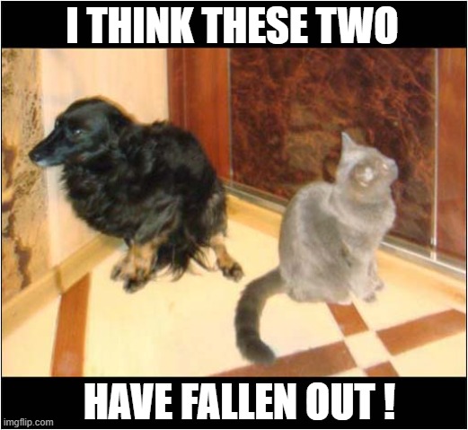 Post Argument ! | I THINK THESE TWO; HAVE FALLEN OUT ! | image tagged in cats,dog,argument | made w/ Imgflip meme maker