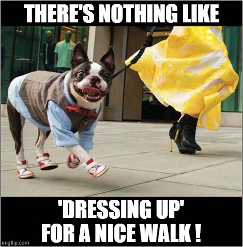 A Smart Dog ! | THERE'S NOTHING LIKE; 'DRESSING UP'
FOR A NICE WALK ! | image tagged in dogs,dressing up,walkies | made w/ Imgflip meme maker