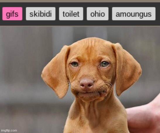 Dissapointed puppy | image tagged in dissapointed puppy | made w/ Imgflip meme maker