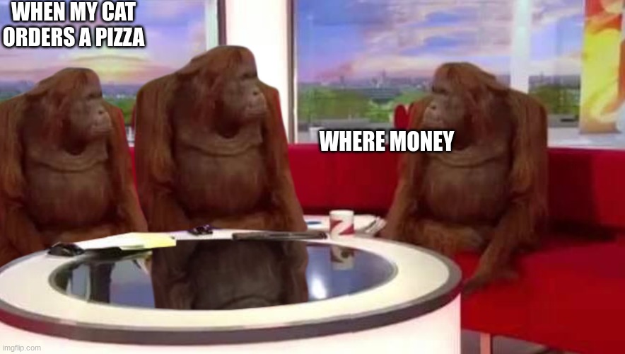 where monkey | WHEN MY CAT ORDERS A PIZZA; WHERE MONEY | image tagged in where monkey | made w/ Imgflip meme maker