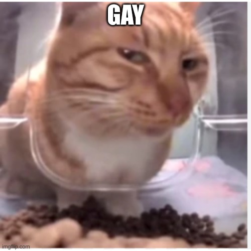 cat | GAY | image tagged in funny,memes | made w/ Imgflip meme maker