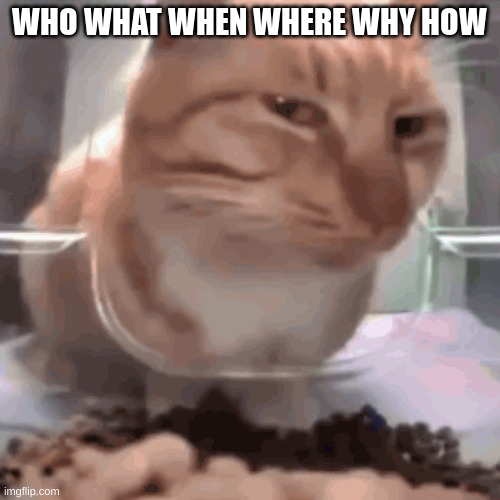 Side eye cat | WHO WHAT WHEN WHERE WHY HOW | image tagged in side eye cat | made w/ Imgflip meme maker