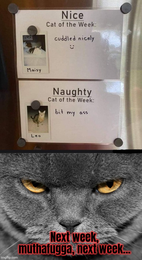 Next week, muthafugga, next week... | image tagged in cat of the week,angry cat | made w/ Imgflip meme maker