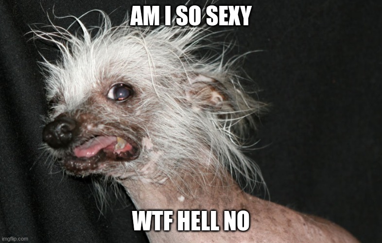 ugly dawg | AM I SO SEXY; WTF HELL NO | image tagged in ugly dawg | made w/ Imgflip meme maker