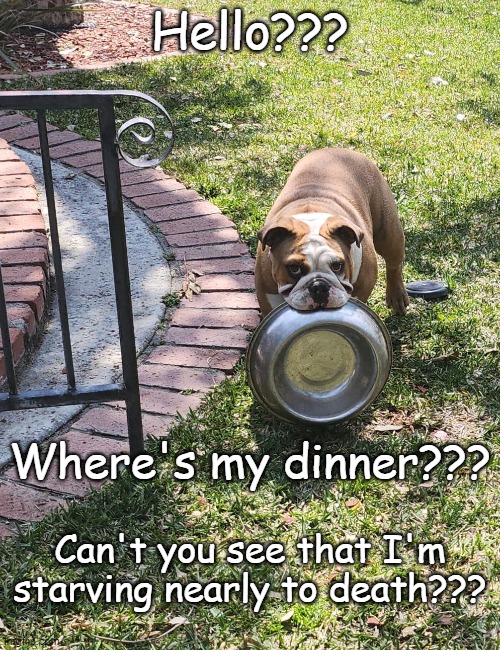 I'm hungry!!! | Hello??? Where's my dinner??? Can't you see that I'm starving nearly to death??? | image tagged in dinner,starving dog,too cute | made w/ Imgflip meme maker
