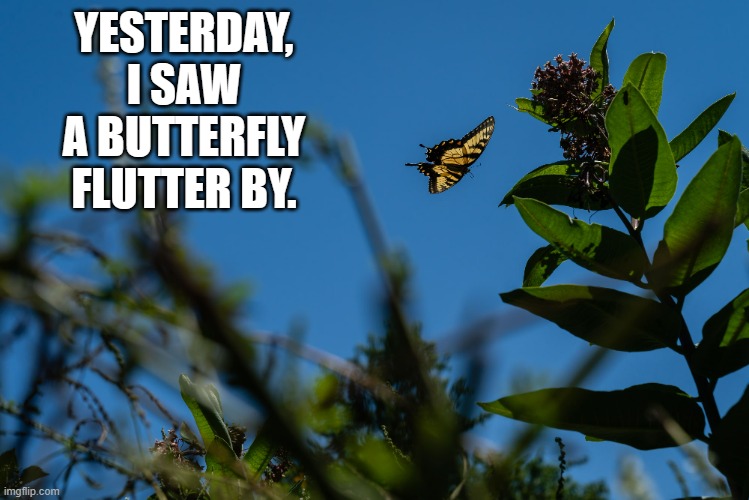 memes by Brad I saw a butterfly flutter by | YESTERDAY, I SAW A BUTTERFLY FLUTTER BY. | image tagged in fun,funny,butterfly,play on words,funny meme,humor | made w/ Imgflip meme maker