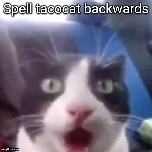 cat shocked | Spell tacocat backwards | image tagged in cat shocked | made w/ Imgflip meme maker