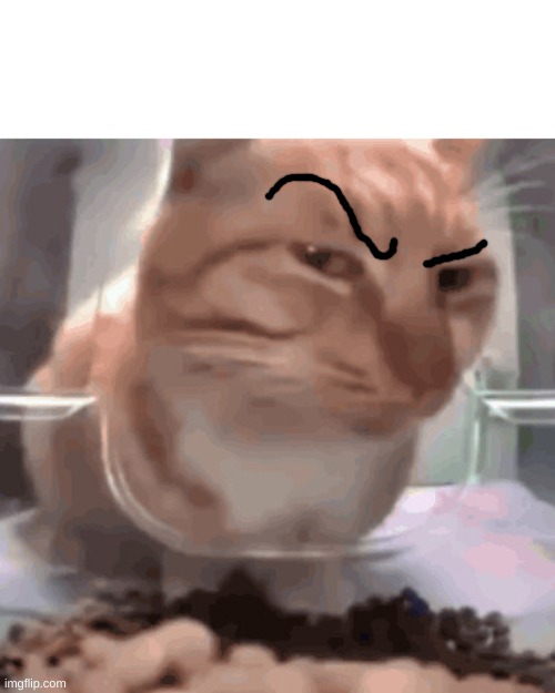 Side eye cat | image tagged in side eye cat | made w/ Imgflip meme maker