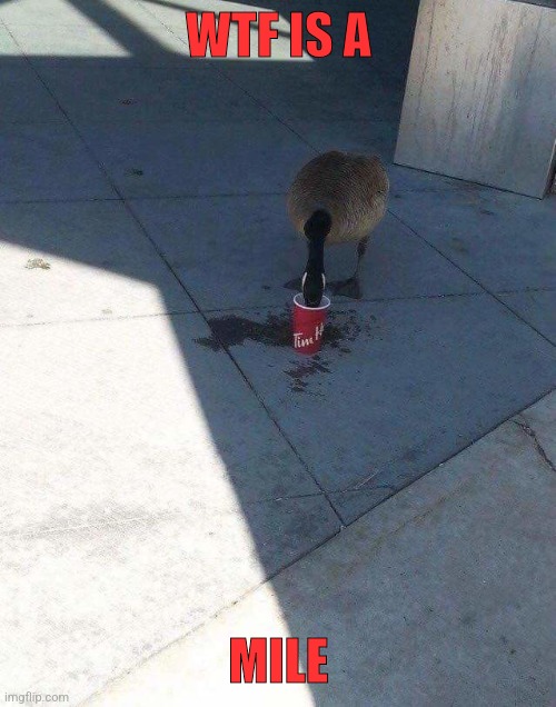 Canada Goose & Coffee | WTF IS A MILE | image tagged in canada goose coffee | made w/ Imgflip meme maker