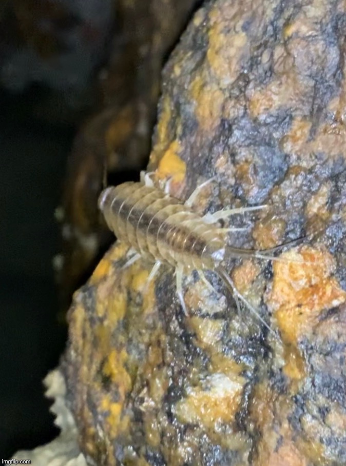 Seaside isopods | made w/ Imgflip meme maker