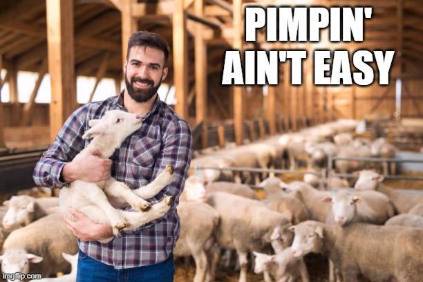 Sheep | PIMPIN' AIN'T EASY | image tagged in sex jokes | made w/ Imgflip meme maker