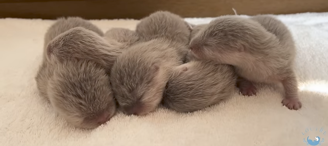 Otter Babies Blank Meme Template