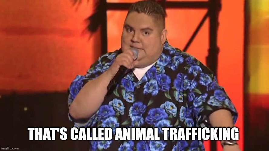 Gabriel Iglesias | THAT'S CALLED ANIMAL TRAFFICKING | image tagged in gabriel iglesias | made w/ Imgflip meme maker