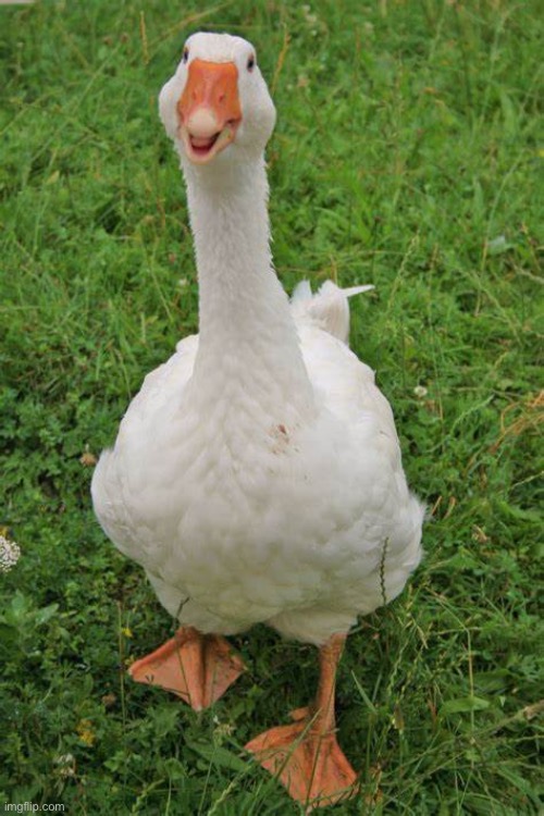 the happy goose format | image tagged in the happy goose format | made w/ Imgflip meme maker