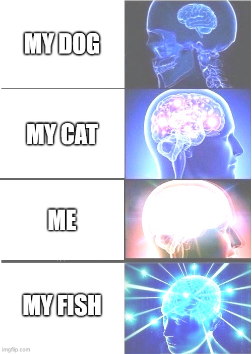 Expanding Brain | MY DOG; MY CAT; ME; MY FISH | image tagged in memes,expanding brain | made w/ Imgflip meme maker