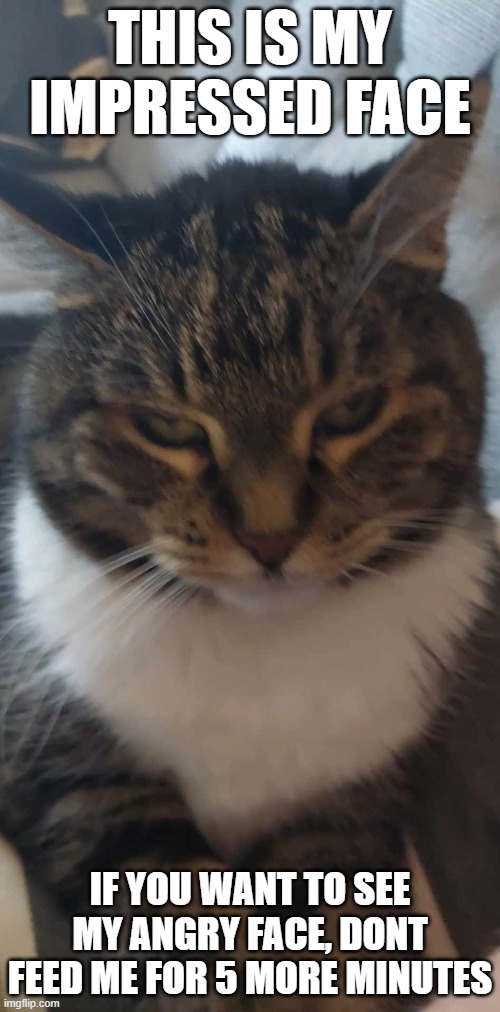 Impressed Cat | THIS IS MY IMPRESSED FACE; IF YOU WANT TO SEE MY ANGRY FACE, DONT FEED ME FOR 5 MORE MINUTES | image tagged in cat,unimpressed | made w/ Imgflip meme maker