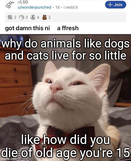 LSD cat | why do animals like dogs and cats live for so little; like how did you die of old age you're 15 | image tagged in lsd cat | made w/ Imgflip meme maker