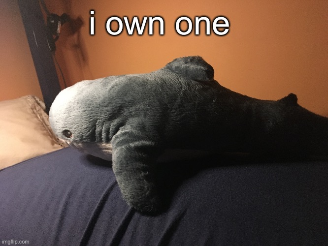 i have a blahaj | i own one | made w/ Imgflip meme maker