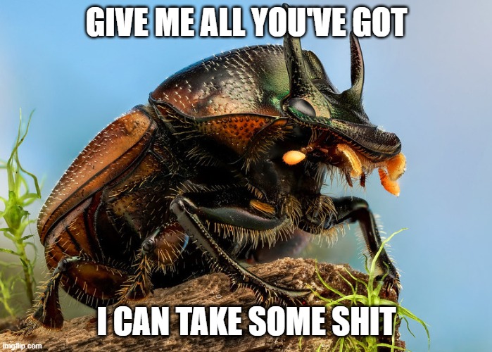 unphased dung beetle | GIVE ME ALL YOU'VE GOT; I CAN TAKE SOME SHIT | image tagged in dung beele,handle shit | made w/ Imgflip meme maker