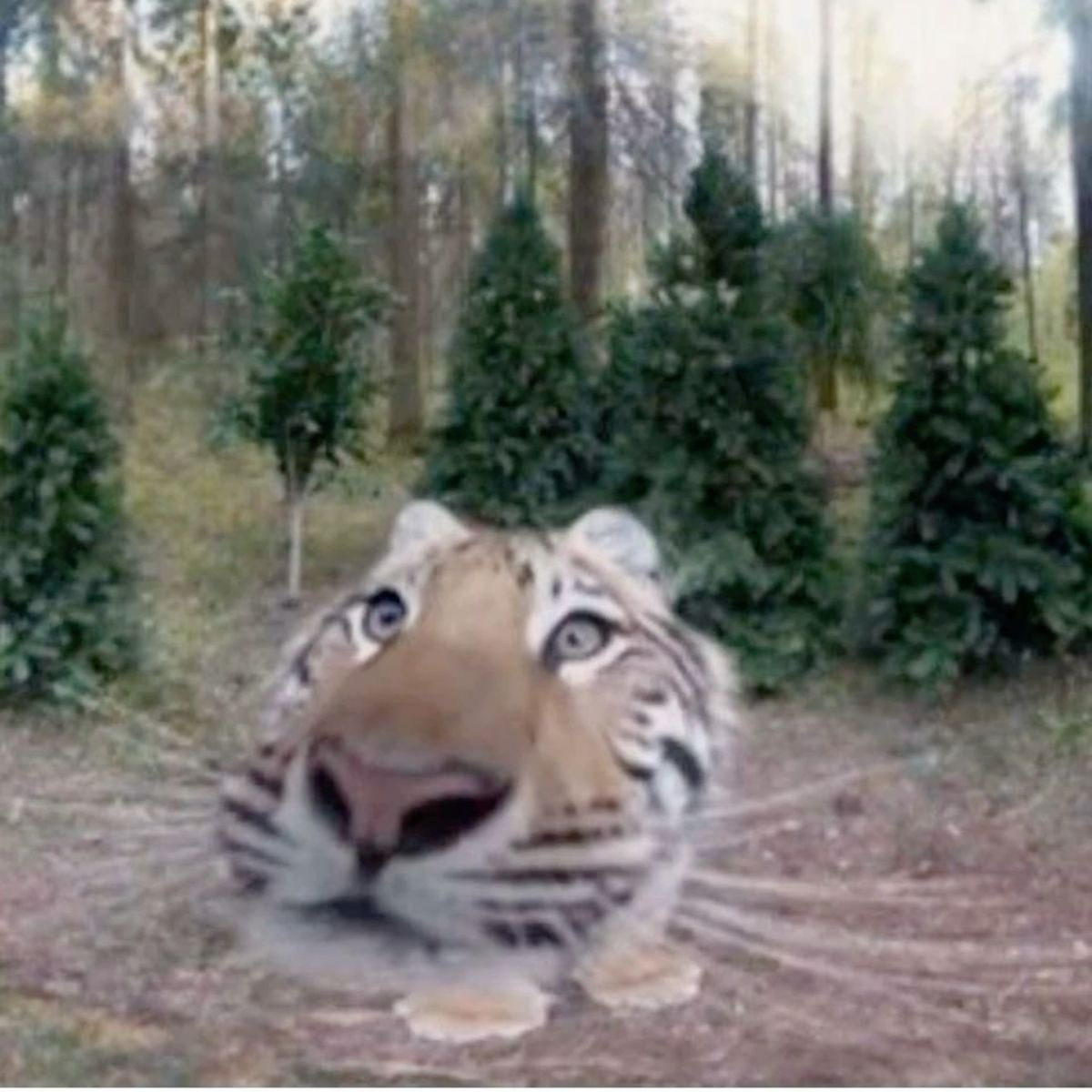High Quality curious tiger Blank Meme Template