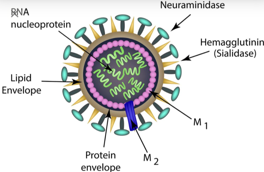 High Quality Flu Blank Meme Template