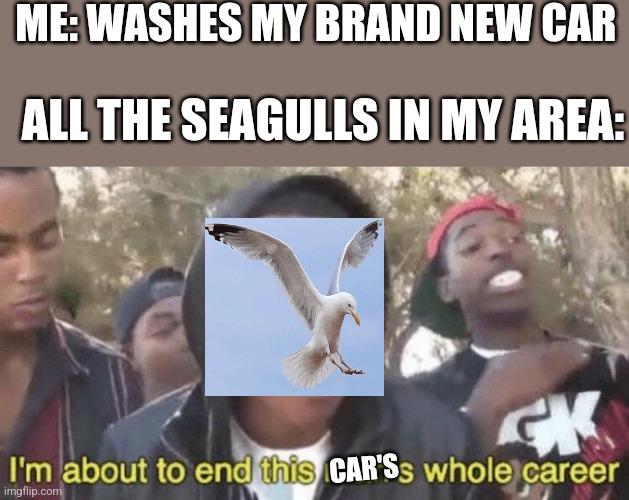 All seagulls in a 10 mile radius will destroy any and all clean cars | ME: WASHES MY BRAND NEW CAR; ALL THE SEAGULLS IN MY AREA:; CAR'S | image tagged in i m about to end this man s whole career,seagull,memes,cars,funny,oh wow are you actually reading these tags | made w/ Imgflip meme maker