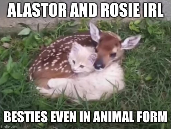 What the Disney XD (It do be like that) | ALASTOR AND ROSIE IRL; BESTIES EVEN IN ANIMAL FORM | image tagged in disney,memes in real life,hazbin hotel,besties | made w/ Imgflip meme maker