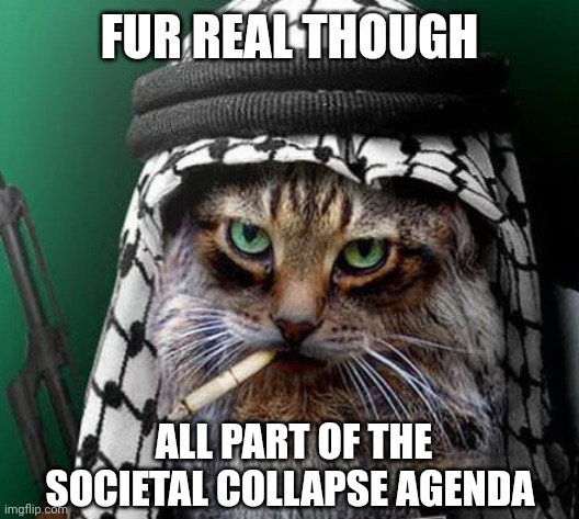 Sarcastic Terrorist Cat | FUR REAL THOUGH ALL PART OF THE SOCIETAL COLLAPSE AGENDA | image tagged in sarcastic terrorist cat | made w/ Imgflip meme maker