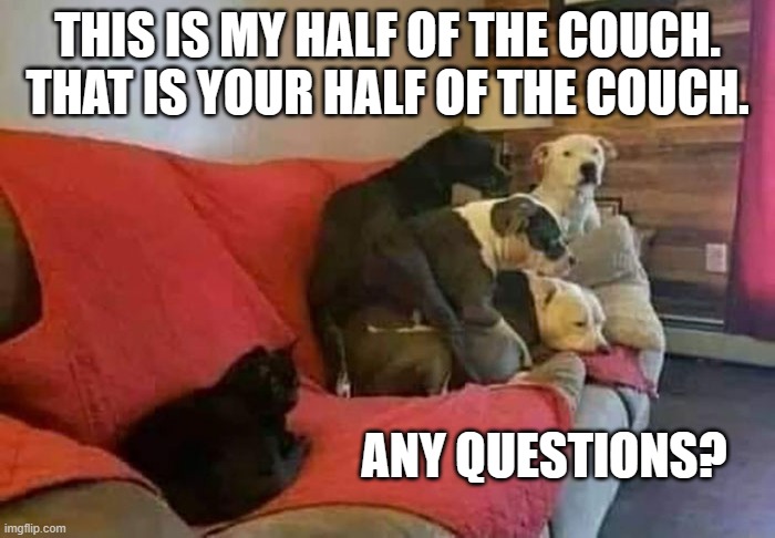 memes by Brad dogs afraid of one cat | THIS IS MY HALF OF THE COUCH. THAT IS YOUR HALF OF THE COUCH. ANY QUESTIONS? | image tagged in cats,funny,cats and dogs living together,funny cats,humor,funny cat memes | made w/ Imgflip meme maker