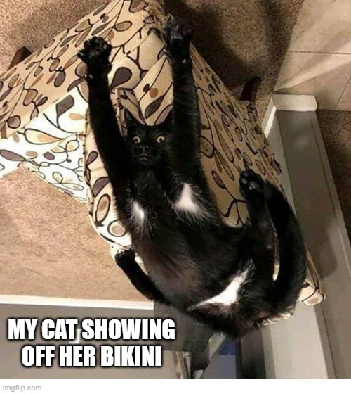 memes by Brad my cat showing of her bikini | MY CAT SHOWING OFF HER BIKINI | image tagged in cats,funny,funny cat memes,humor,funny cat | made w/ Imgflip meme maker