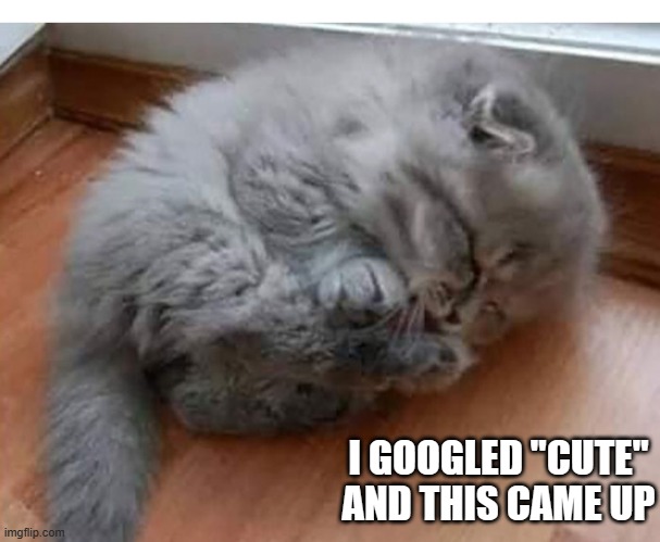 meme by Brad I googled cute and this kitten came up | I GOOGLED "CUTE" AND THIS CAME UP | image tagged in cats,funny,cute kitten,google images,funny meme,humor | made w/ Imgflip meme maker