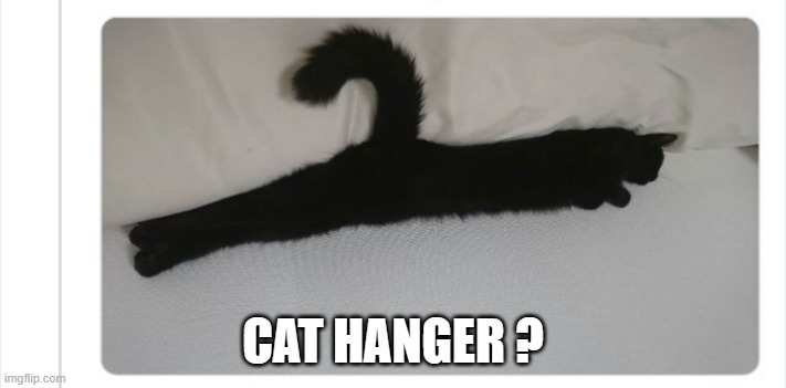 meme by Brad It's a "cat" hanger | CAT HANGER ? | image tagged in cats,funny,funny cat memes,airplane,humor,funny cats | made w/ Imgflip meme maker