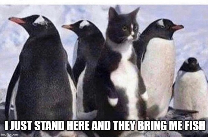 memes by Brad cat getting fish from penguins humor | I JUST STAND HERE AND THEY BRING ME FISH | image tagged in cats,funny,penguins,funny meme,humor | made w/ Imgflip meme maker