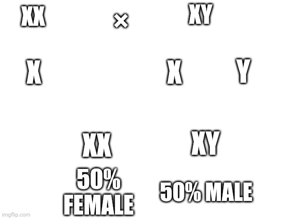 G  e N    a   t   I    C  s | XY; ×; XX; X; X; Y; XY; XX; 50% MALE; 50% FEMALE | made w/ Imgflip meme maker