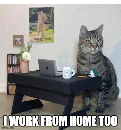 memes by Brad cat working from home funny | I WORK FROM HOME TOO | image tagged in cats,funny,funny cat memes,work from home,funny cat,humor | made w/ Imgflip meme maker