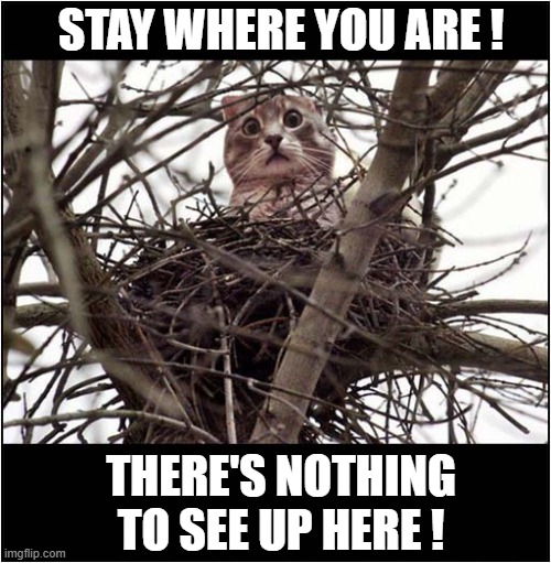 Caught In The Act ! | STAY WHERE YOU ARE ! THERE'S NOTHING TO SEE UP HERE ! | image tagged in cats,bird nest,guilty | made w/ Imgflip meme maker