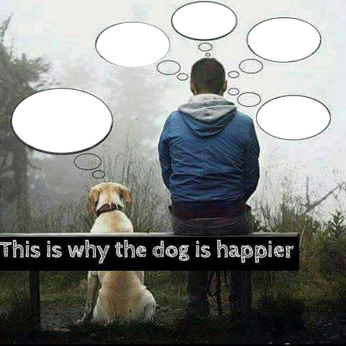 This is why the dog is happier Blank Meme Template