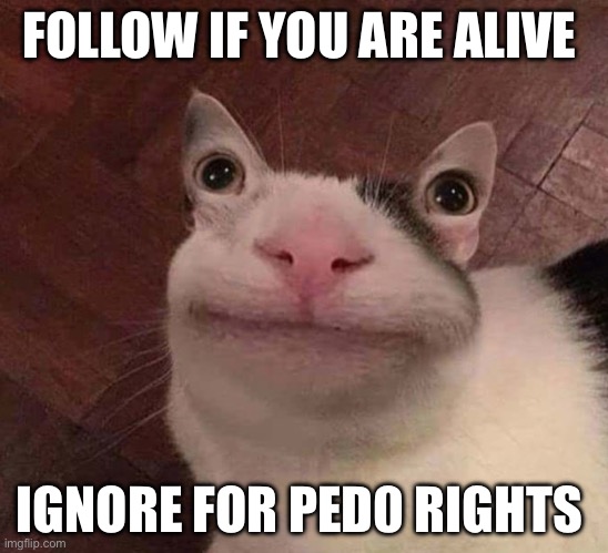Cursed Cat | FOLLOW IF YOU ARE ALIVE; IGNORE FOR PED0 RIGHTS | image tagged in cursed cat | made w/ Imgflip meme maker