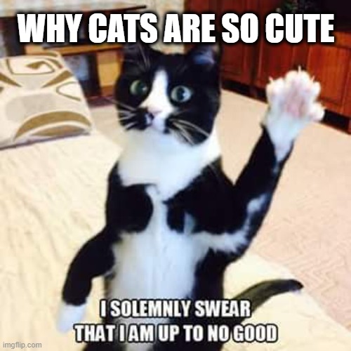 WHY CATS ARE SO CUTE | made w/ Imgflip meme maker