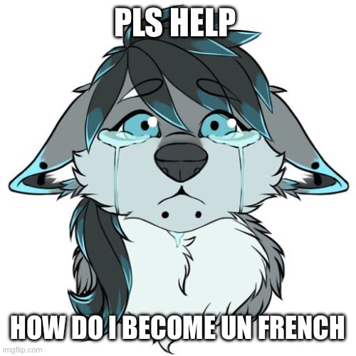 Sad Furry | PLS HELP HOW DO I BECOME UN FRENCH | image tagged in sad furry | made w/ Imgflip meme maker