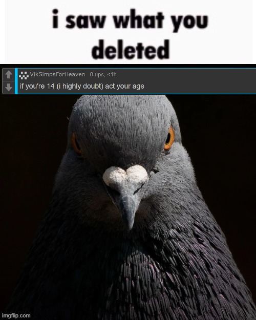 the pigon saw what you deleted | image tagged in the pigon saw what you deleted | made w/ Imgflip meme maker