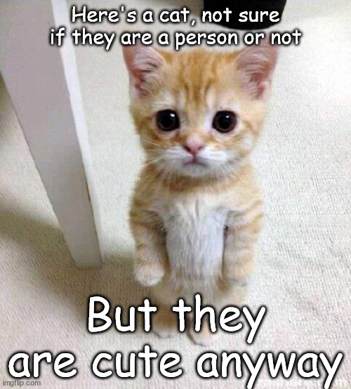 yeah i'm not good at making memes | Here's a cat, not sure if they are a person or not; But they are cute anyway | image tagged in memes,cute cat | made w/ Imgflip meme maker